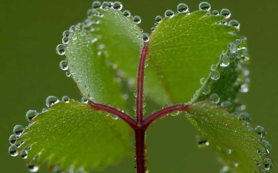 Bitkilerde Terleme Özellikleri ve Faydaları Nelerdir?
